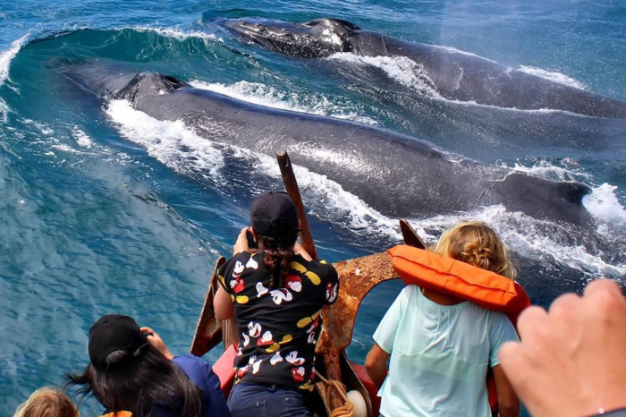 Turismo de observação de baleias jubarte